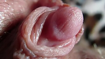 Intense Close-Up Of My Large Clitoris Head Thumping During Orgasm